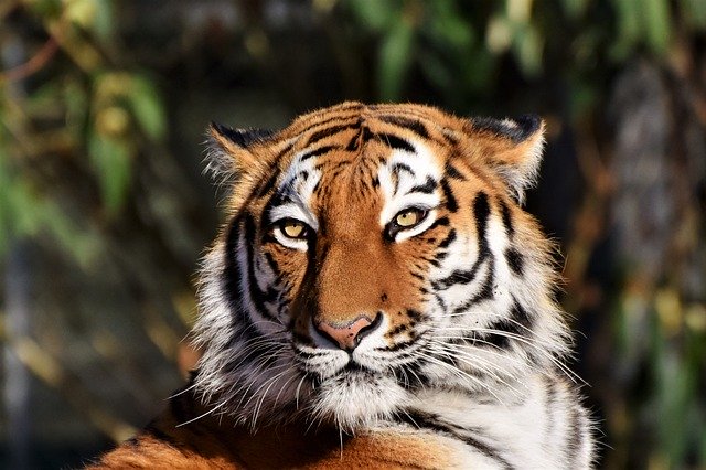 Un tigru siberian a ucis o îngrijitoare la grădina zoo din Zurich