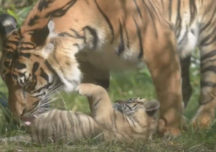 Un tigru de Sumatra, specie pe cale de dispariţie, s-a născut la o grădină zoologică din Polonia (Video)