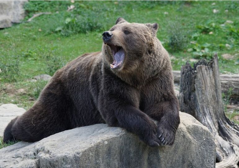 O ursoaică agresivă a umblat prin Buşteni- UPDATE: A fost prinsă și tranchilizată