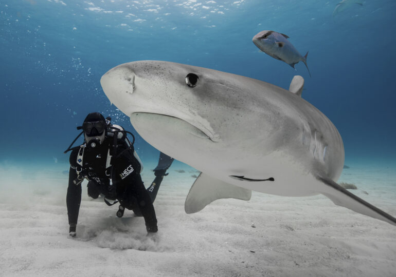 Vedeta ”Shark Week”, despre cum i-a ajutat pe Will Smith și Mike Tyson să-și învingă teama: I-am învățat cum să doboare un rechin fără să-și folosească pumnul