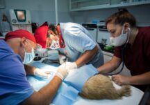 Doi veterinari români s-au dus la Beirut să salveze animalele rănite în explozia devastatoare de la începutul lunii (Galerie foto)