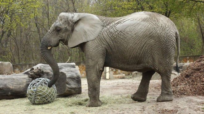 Tratament neobișnuit pentru stres la un elefant de la zoo din Varșovia. Ce va primi Fredzia