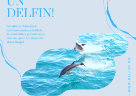 Semnal de alarmă: Zeci de delfini au eșuat pe litoral