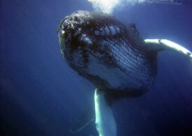 Încă o femeie a fost accidentată de o balenă cu cocoașă, în Australia. E al doilea caz în mai puțin de o săptămână