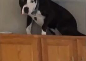 El este cățelul care se crede pisică. Se comportă exact ca o felină de casă (Video)