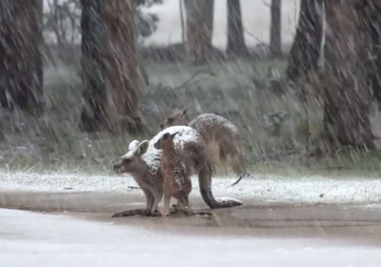 Mai multe state din sud-estul Australiei, acoperite de un strat de zăpadă