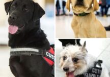 Azi e Ziua Internațională a Câinelui. Ei sunt Mismo, Newton și Ula-La, cățeii care au grjă ca în UE să nu intre lucruri periculoase
