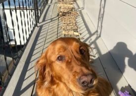 El este Bruce, golden retriever-ul colecționar! Iată ce ”avere” are la 4 ani