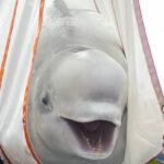 Doi delfini albi au fost în sfârșit eliberați, după 10 ani de captivitate. Poveste cu final fericit (Video)
