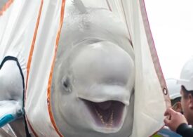 Doi delfini albi au fost în sfârșit eliberați, după 10 ani de captivitate. Poveste cu final fericit (Video)