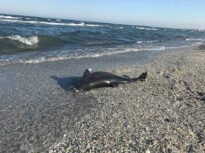 Record îngrijorător pe litoral: peste 80 de delfini au eșuat de la începutul anului