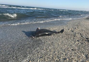 Record îngrijorător pe litoral: peste 80 de delfini au eșuat de la începutul anului