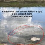 Dezastru ecologic pe două râuri din județul Iași: Motivul pentru care mii de pești au murit în Bahlui şi Jijia