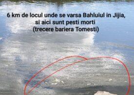 Dezastru ecologic pe două râuri din județul Iași: Motivul pentru care mii de pești au murit în Bahlui şi Jijia