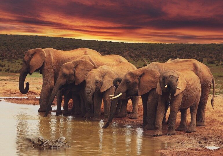 Sute de elefanți au murit în Botswana și acum se știe și motivul
