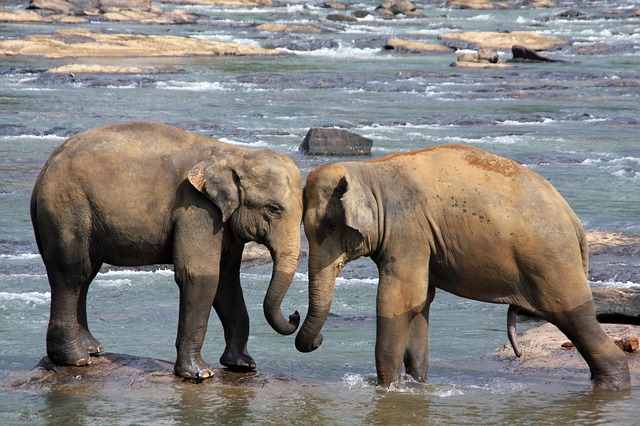 Sri Lanka va interzice importurile de produse din plastic pentru a-şi proteja elefanţii