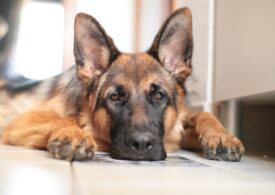 Primul câine care a fost testat pozitiv cu Covid-19 a murit