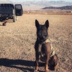 Povestea lui Kuno, câinele care a salvat soldaţii britanici din Afganistan și va primi cea mai înaltă distincţie pentru animale