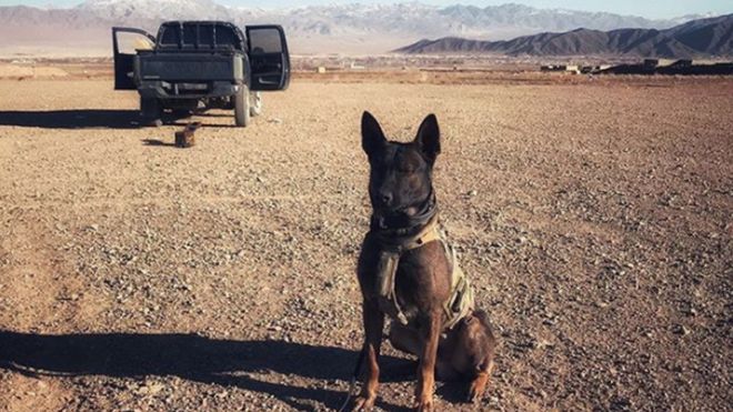 Povestea lui Kuno, câinele care a salvat soldaţii britanici din Afganistan și va primi cea mai înaltă distincţie pentru animale