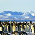 Noi colonii de pinguini imperiali au fost descoperite din satelit. E ilar ce le-a dat de gol prezența