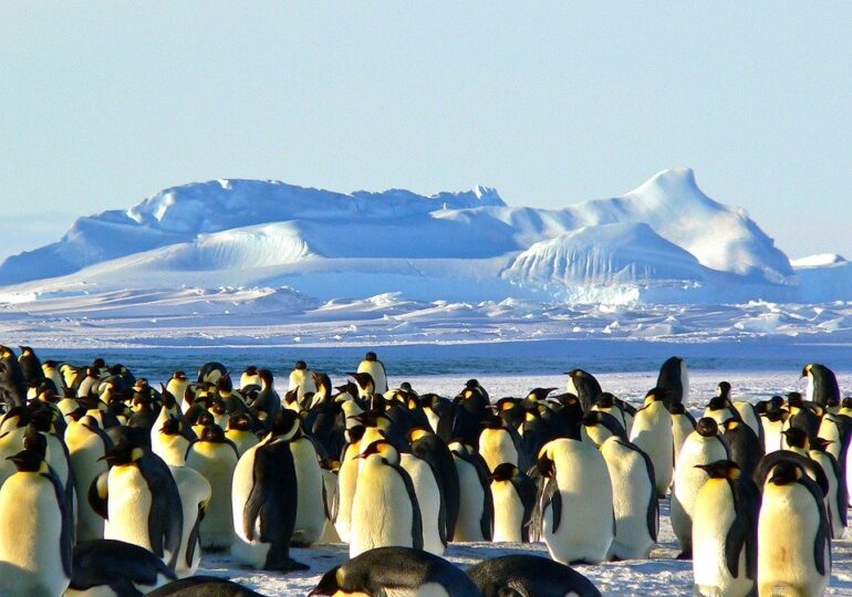 Noi colonii de pinguini imperiali au fost descoperite din satelit. E ilar ce le-a dat de gol prezența