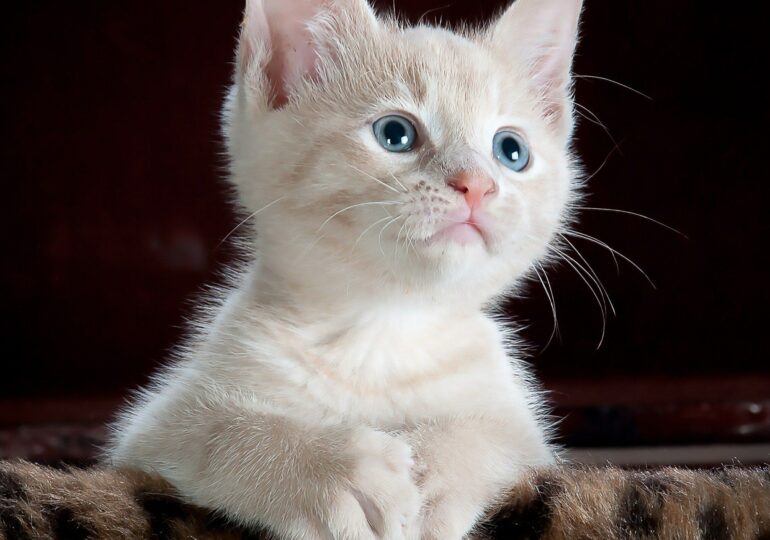 Microciparea pisicilor va deveni obligatorie în Marea Britanie