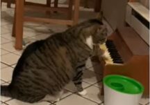 Cine spunea că nu poți dresa o pisică să cânte la pian? Ai grijă doar să nu se întoarcă totul împotriva ta! (Video)