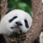 O femelă de panda uriaş a născut gemeni, la Zoo din Tokyo