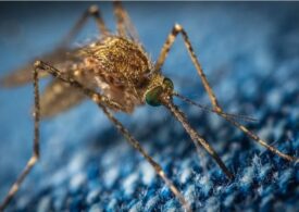 Primăria Capitalei începe azi un nou tratament de combatere a țânțarilor