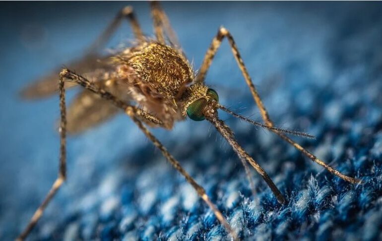 Sute de milioane de țânțari modificați genetic vor fi eliberați în Florida