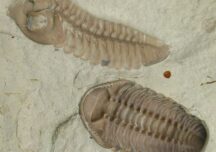 Creaturile din Cambrian care schimbau, într-o viață, și 28 de exoschelete. Creșteau mai ales la maturitate