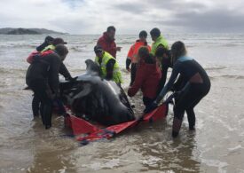 Doar 70 din cele aproape 500  de balene eșuate într-un golf din Tasmania au fost salvate