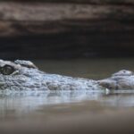 O femeie s-a trezit cu un aligator în curtea casei, după inundațiile provocate de uraganul Sally (Video)