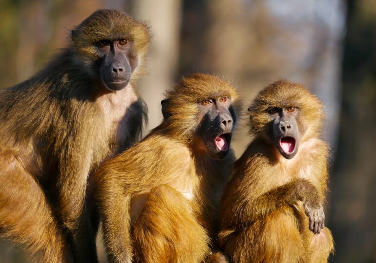 Detaliul neașteptat care crește speranța de viață a babuinilor de sex masculin