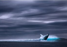 O balenă tocmai a stabilit un record incredibil. Niciun mamifer nu poate ajunge la performanța sa