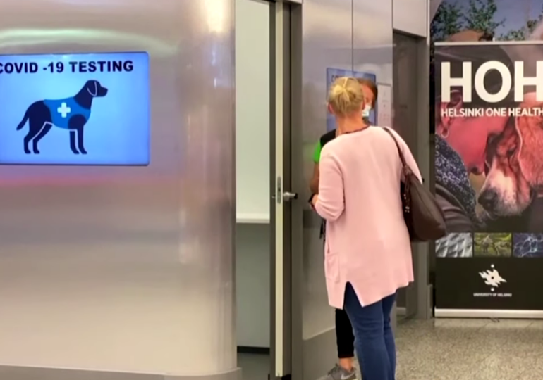 În Finlanda, câinii ”testează” de Covid: Cum funcționează proiectul inedit de pe aeroportul din Helsinki