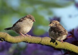 Izolarea oamenilor în case a schimbat cântecul păsărilor. Masculii au început să cânte mai ”sexy” (Audio)