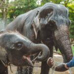 Nu doar cimpanzeii și câinii pot prelua gesturi ale omului, ci și elefanții! O dovadă de empatie