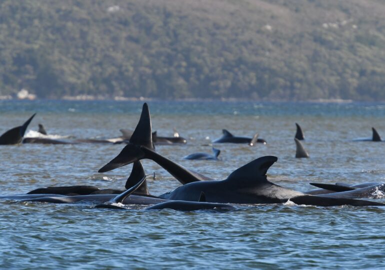 270 de balene au eșuat pe coasta vestică a Tasmaniei. Aproape 100 au murit deja (Foto&Video)