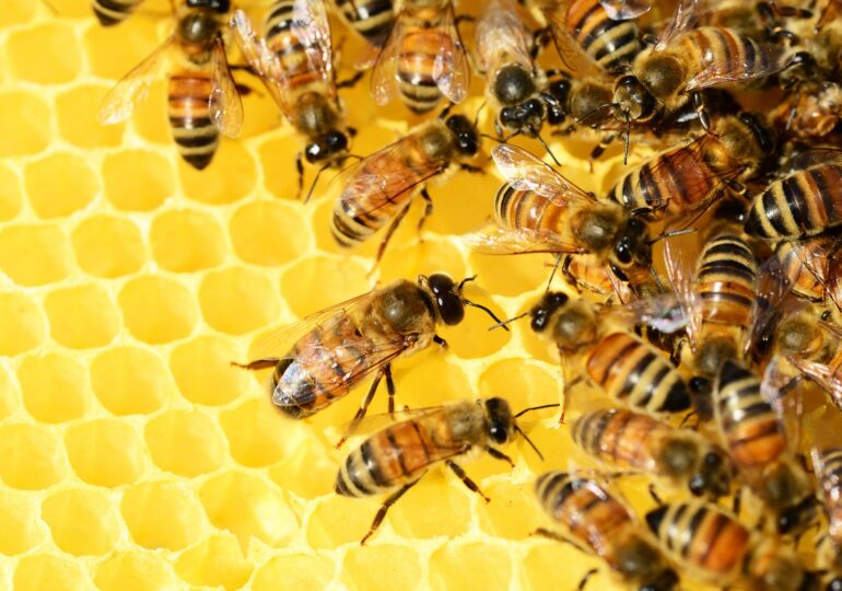 UE sare în ajutorul albinelor, cu flori robotice și senzori în stupi