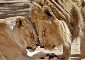 Decizia grea luată de un parc zoo din SUA, legat de un cuplu de lei, suflete-pereche (Galerie foto)