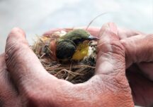 Ce le facem animalelor de tot felul, din ”bunătate”