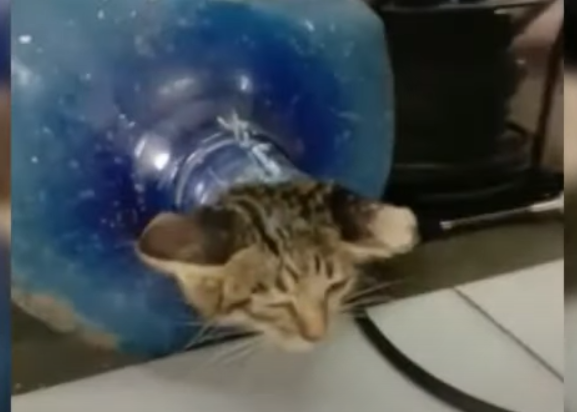 Cum a fost salvată o pisică blocată într-un bidon de 19 litri (Video)