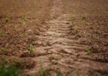 Restricțiile impuse la vânzarea de terenuri agricole: Efecte benefice și victime colaterale – Opinie Deloitte