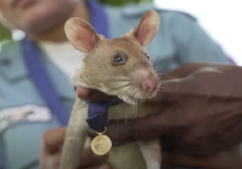 Șobolanul decorat cu medalia de aur pentru ”curaj şi devotament” (Video)