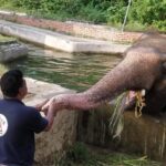 Kaavan, elefantul ale cărui condiţii precare de viaţă au impresionat o lume întreagă, va fi relocat în Cambodgia