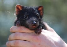 Diavolii tasmanieni au fost reintroduşi în Australia continentală la 3.000 de ani de la dispariţie