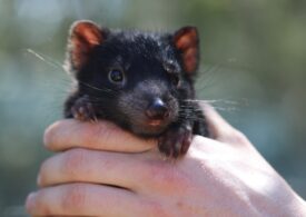 Diavolii tasmanieni au fost reintroduşi în Australia continentală la 3.000 de ani de la dispariţie