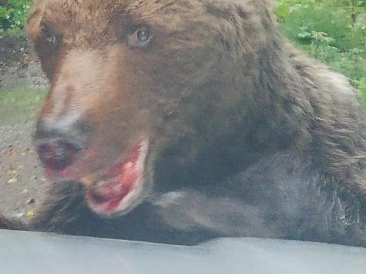 Alertă la Bușteni: Urs rănit si agresiv pe poteca turistică spre Cascada Urlatoarea