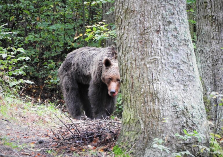 A fost relocată ursoaica agresivă de pe poteca turistică spre Cascada Urlatoarea (Galerie foto)